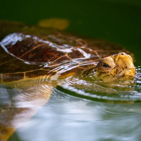 ヴィラ Grand Yasar 4 Okcular