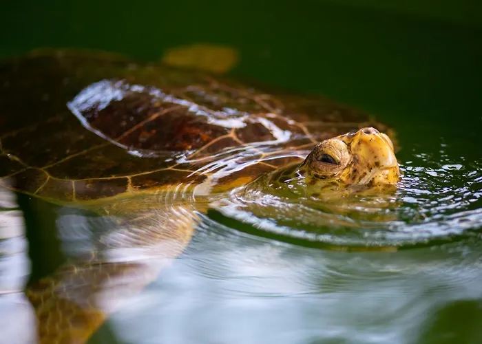 ヴィラ Grand Yasar 4 Okcular